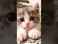 #CuteCats#FunnyCats#CatVideos#CatsOfYoutube#AdorableCats#CatLovers#Meow#CatLife#KittenVideos