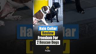 Halo Collar 5 Review: Two Dogs, One Powerful GPS Dog Collar System