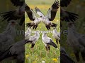"The secretary bird doesn't chase danger—it walks right up to it.  #NatureFacts #AmazingAnimals
