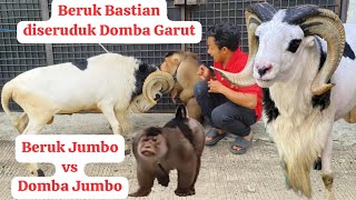 Domba Garut Ngamuk Ketemu Beruk Bastian Semua Diseruduk