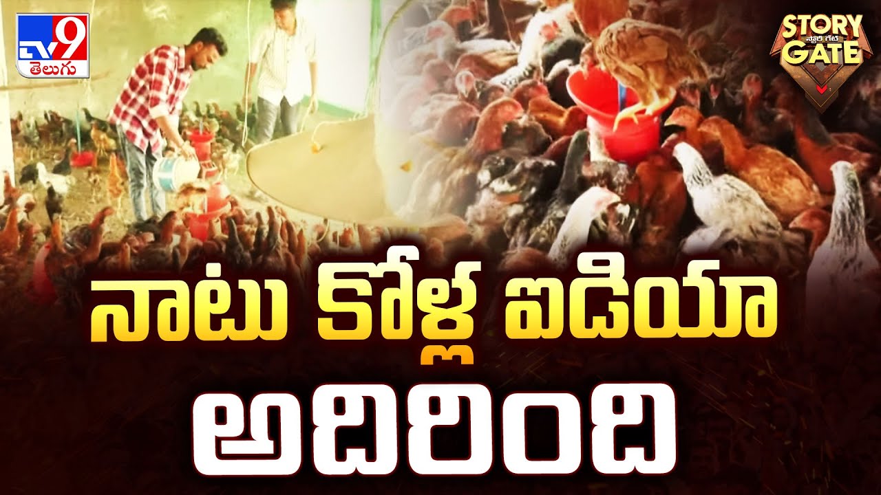 Story Gate : నాటు కోళ్ల ఐడియా అదిరింది | Mancherial - TV9