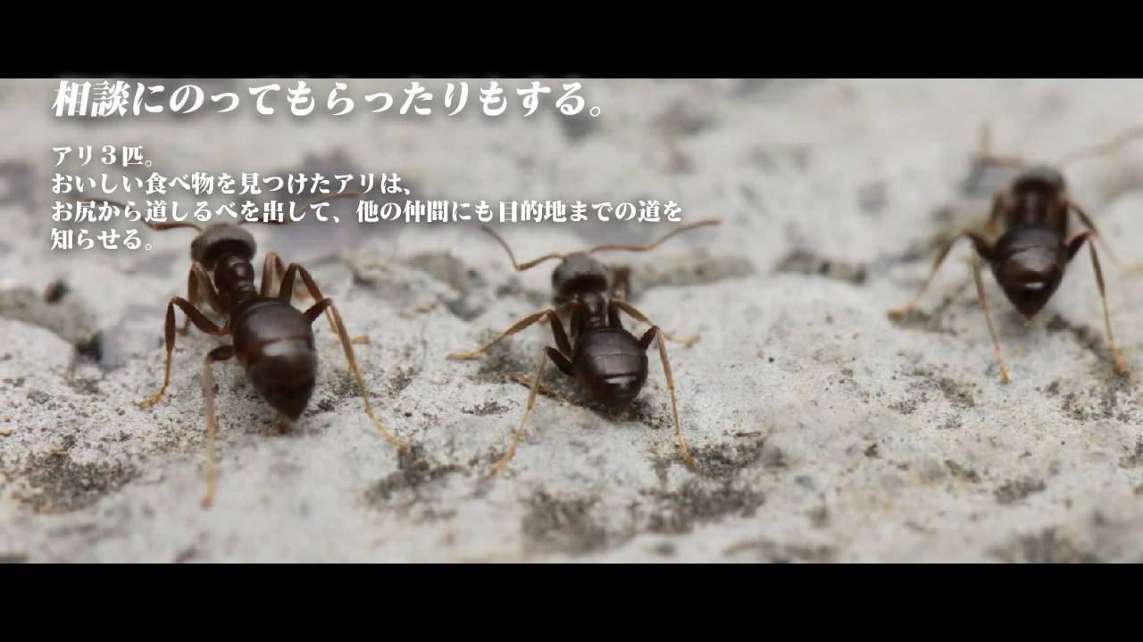 虫さんとわたし Youtube 虫さんとわたし Youtube