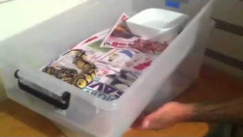 Ball Python, Common Boa, Jungle Carpet Python, Macklots Pyt