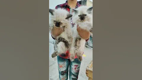 Watch the video about Top show quality Himalayan kitten blue eyes jaipur Raj. #kitten #cats #persiancat #petlove #pets