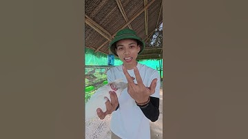 Chiêm ngưỡng đồng chí bồ câu tham dự Đại lễ Quốc Khánh Lào nhé #buidinhthuc #bodoicuho #quockhanhlao