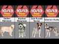 Dog Lifespan Compression Dog Life How Many Years