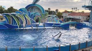 Dolphins And Whales In Action At Sea World San Diego Pt.2