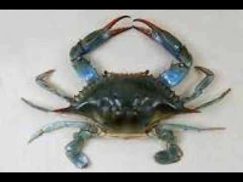 blue-crabs-for-sheepshead
