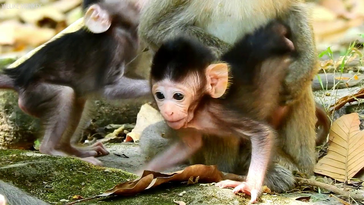 Wow! So Cute Babies Jayden and Dax They Both Lovely Activities