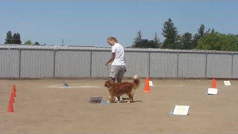 RNV4   Bradie AKC Rally Novice Virtual