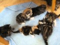 So many brother and sisters kittens