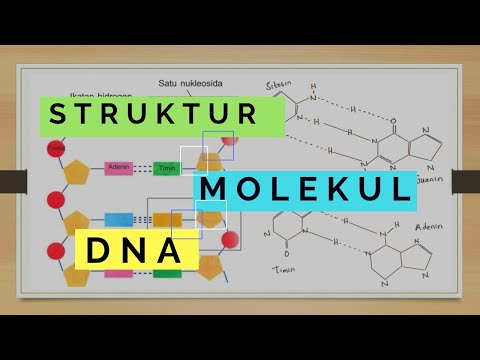 Struktur DNA | GENETIKA