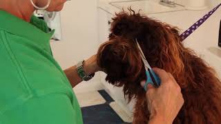 Grooming between eyes.mov by Royal Diamond Labradoodles 681 views 3 years ago 2 minutes, 38 seconds