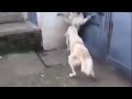 Собака-мама защищает своих щенков