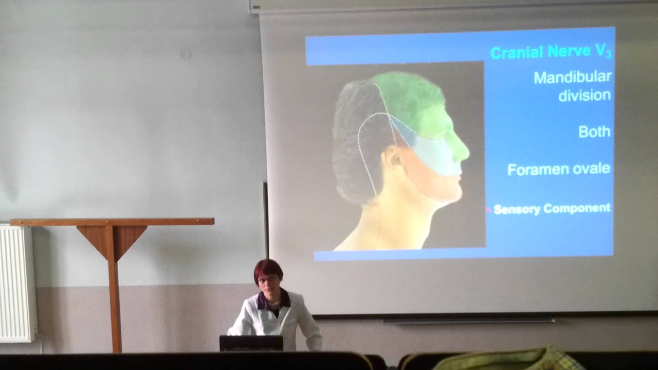 Neuroanatomy Lecture Part 1 - YouTube