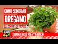 COMO PLANTAR OREGANO - COMO SEMBRAR OREGANO + CUIDADOS PODA Y COSECHA