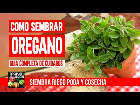 Video: Cultivo de orégano: aprenda a cultivar orégano