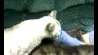 Cat Licking and Biting Socked Foot