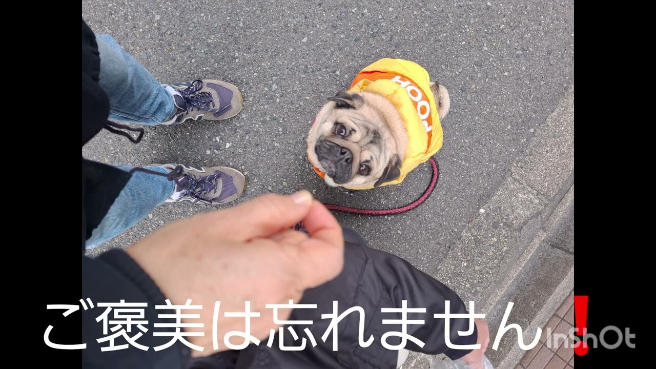 最近の散歩の様子をまとめてみました❗＃ＰＵＧ＃パグ#大豆