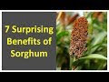 Health Benefits of Sorghum | 7 Surprising Benefits of Sorghum