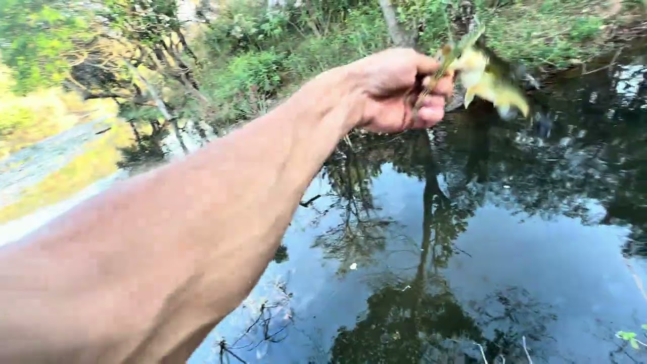 Bass fishing with topwater frogs and weightless 5inch flukes 🎣