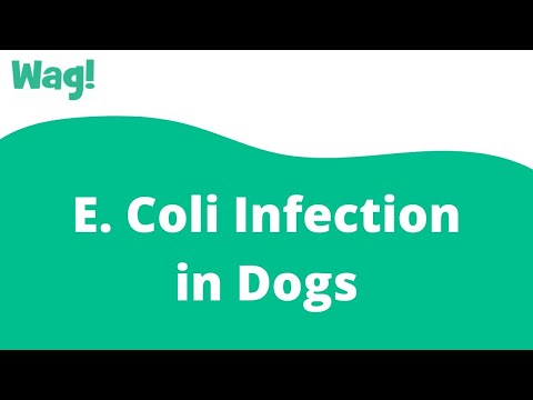 วีดีโอ: Dog E. Coli Infection - การติดเชื้อ E. Coli ในสุนัข
