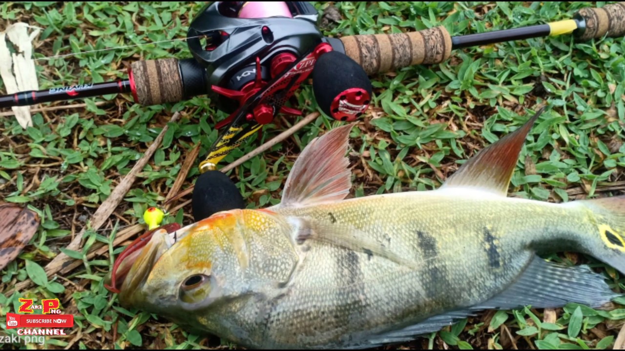 finesse/light fishing_ikan raja (peacock bass) tasik ...