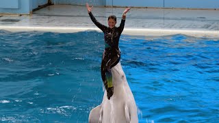 White Dolphin Show At Yokohama Hakkeijima Sea Paradise 【4K】 by Supli Abi 260,673 views 3 years ago 10 minutes, 7 seconds