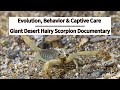 Evolution, Behavior, Discovery &amp; Captive Care | Giant Desert Hairy Scorpion Documentary