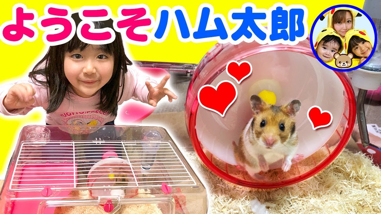 Welcome Hamtaro♪ Kanon-chan got a pet hamster! Care Animals