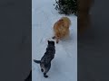Chow chow vs australian cattle dog zimowe harce