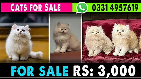 Video 10148611: persian cat grey kitten, persian cat kitten white, punch face kitten