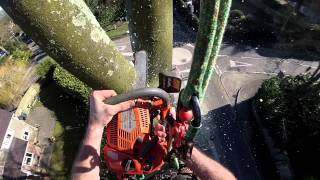 Beech Tree Removal 2 - Merritt Tree Specialists