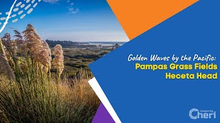 Golden Waves by the Pacific: Pampas Grass Fields Heceta Head