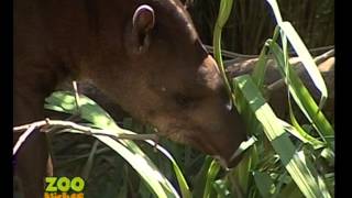 Tapires - Zoo Bichos