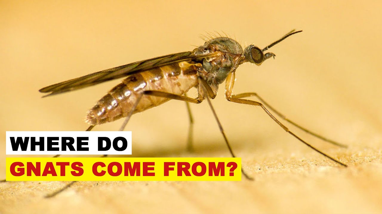 How Long Do Gnats Live Without Food