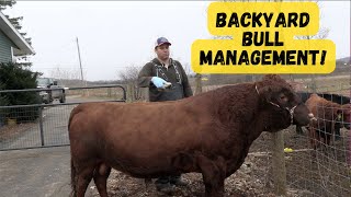 Dexter Bulls are the BEST! Managing Bulls on a Small Farm! Q & A by Sweet Briar Farm 3,781 views 3 months ago 16 minutes