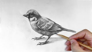 Animal Sketch | Drawing a Bird with pencil | Narrated Step by Step