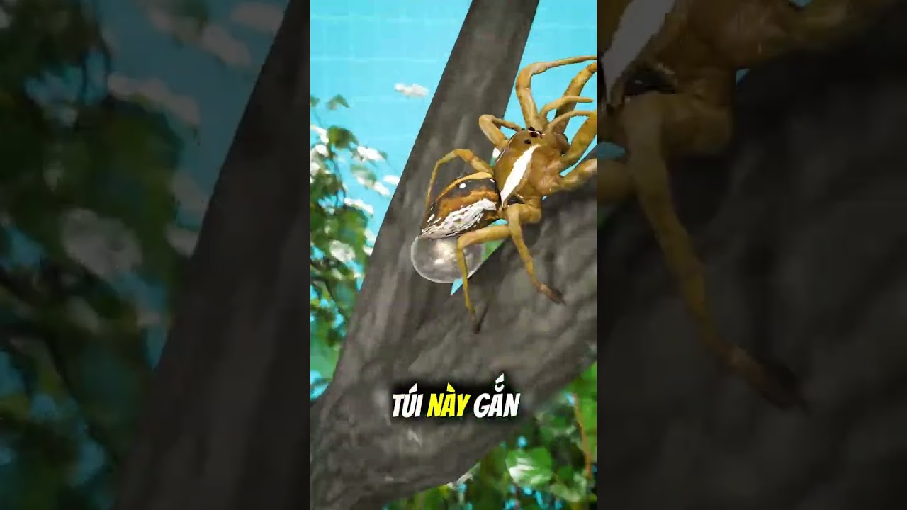 Vì sao bạn không nên giẫm lên nhện 😱 