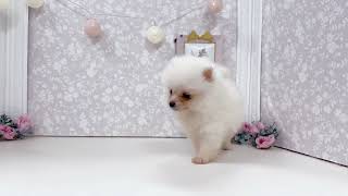 205876 ポメラニアン - YouTube