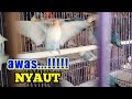 Suaranya Bikin Lovebird Lain Nyaut Suara Lovebird Ombyokan Mp3 - Mp4 Download