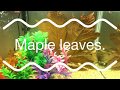 USING MAPLE LEAVES IN MY TANK USING MAPLE LEAVES IN MY TANK