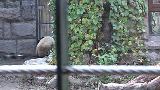 PANDA HOUSE @ Beijing Zoo, China(7)