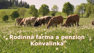 Rodinná EKO FARMA Konvalinka, chov skotu Parthenaise - Jimramovské Pavlovice, Vysočina