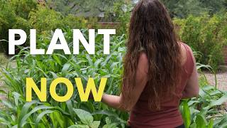 Start This Fall Vegetable NOW for a Guaranteed Harvest