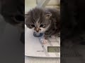 Kittyo mad