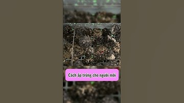 Cách ấp TRỨNG nuôi Ốc Nhồi đơn giản  #hieuthuysan #ocbuouden #ocnhoi