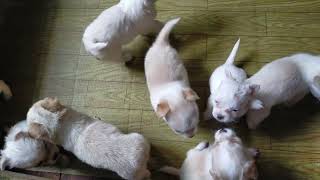 Month old The puppies are growing up fast #cakiedog by Cakie Dog 482 views 7 months ago 2 minutes, 41 seconds