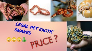 Price of all Legal Pet Snakes with Sellers number in India Prices Care and Information