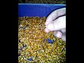 Проращивание пшеницы для курей и индюков
